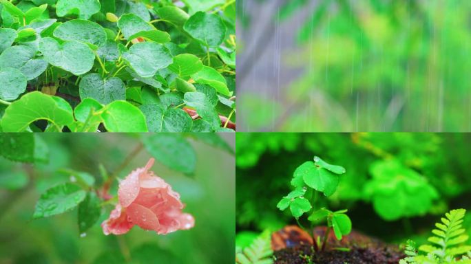 春天春雨中的植物空镜合集