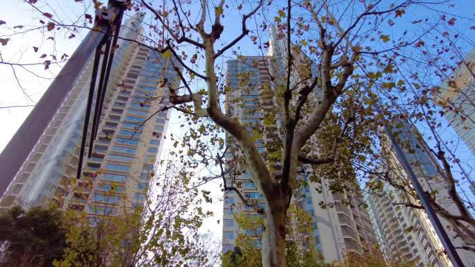 透过树枝叶子仰望陆家嘴上海中心大厦城市风