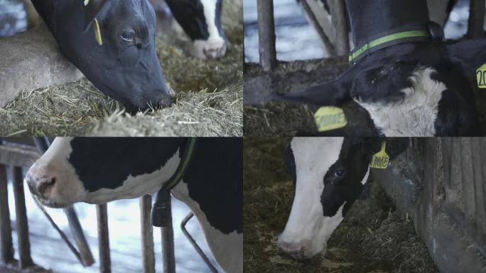 5 养殖场奶牛 3