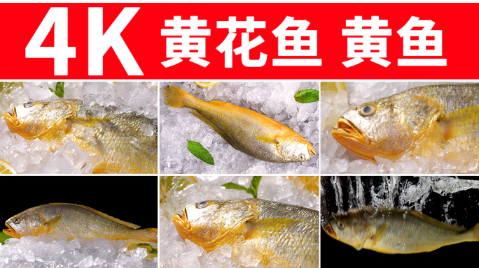 黄花鱼