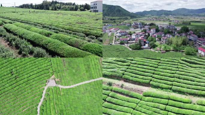景德镇寒溪村 大地之灯航拍 浮梁茶
