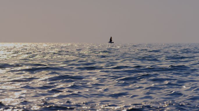 飞鸟孤独大海海面