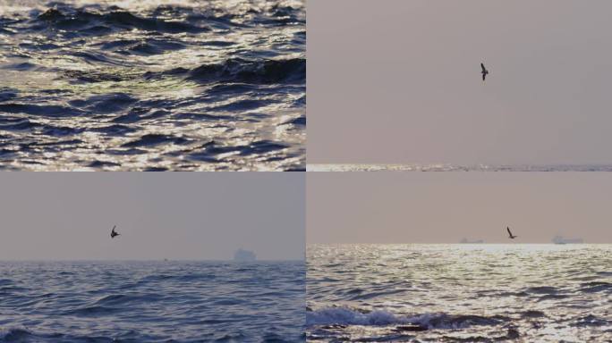 飞鸟孤独大海海面