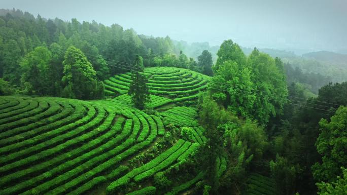 茶山云雾 茶叶，茶树