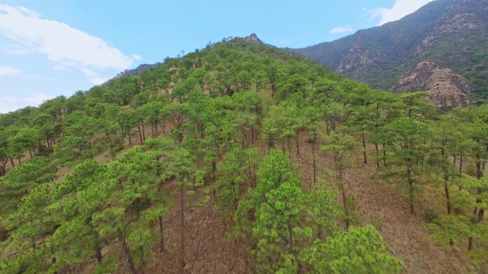 穿越机飞跃高山松树林航拍