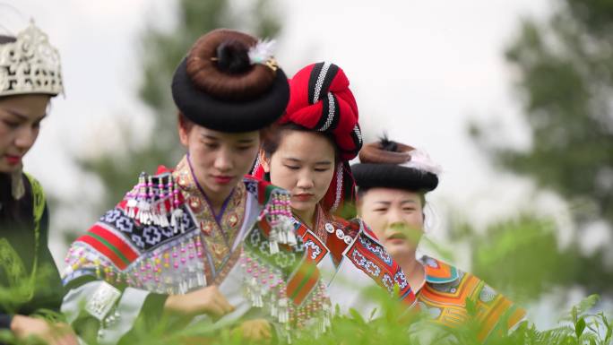 茶采茶春茶民族女孩采茶