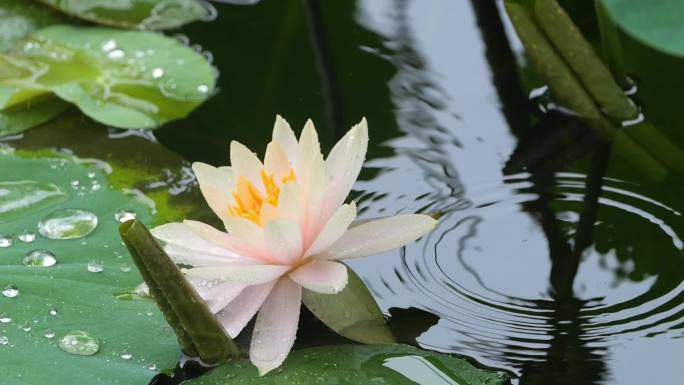 雨滴慢镜头 唯美 雨天荷花 荷叶 中国风