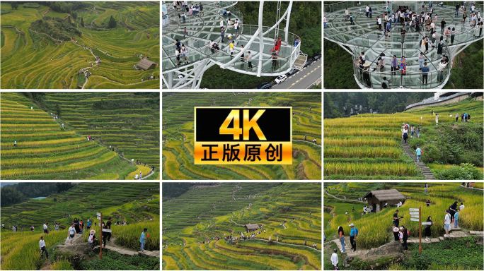 航拍丽水云和梯田景区竖屏01