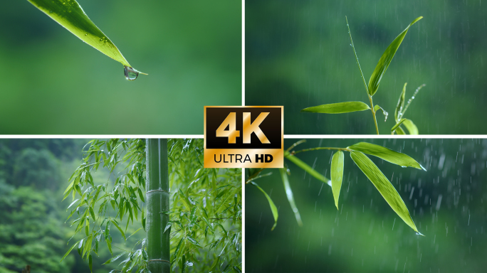 4k竹 竹子下雨竹叶滴水雨中竹林唯美禅意