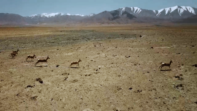 藏原羚（国家二级保护动物）