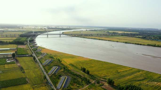 黄河两岸小麦成熟航拍