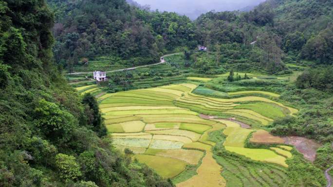大山里的稻田