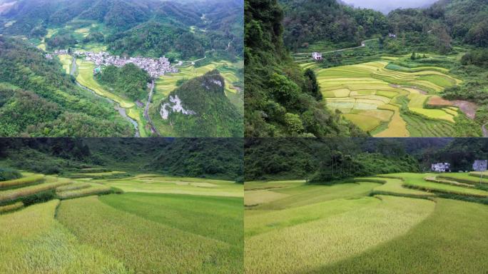 大山里的稻田