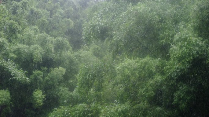 竹林雨景竹子下雨竹叶水滴雨季