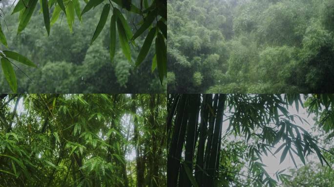 竹林雨景竹子下雨竹叶水滴雨季