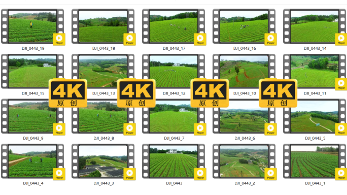 中药材太子参种植4k素材