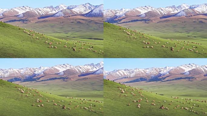 4K伊犁那拉提草原山坡上的羊群