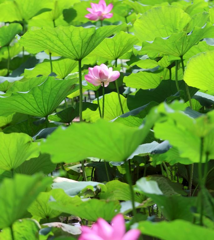 4K大明湖竖屏荷花飘动合集