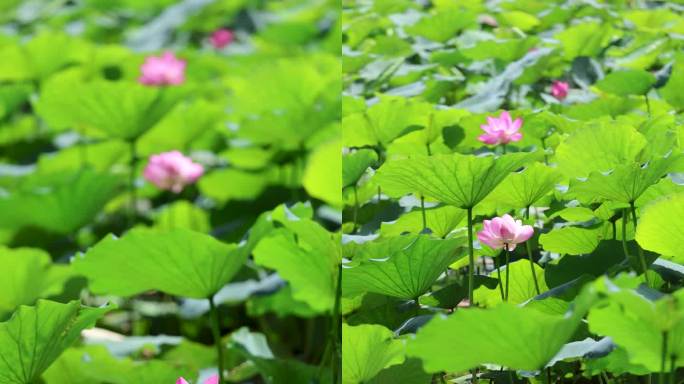 4K大明湖竖屏荷花飘动合集