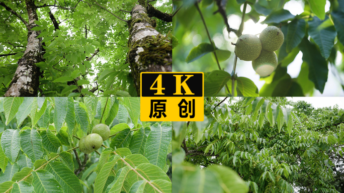 核桃树 核桃特写