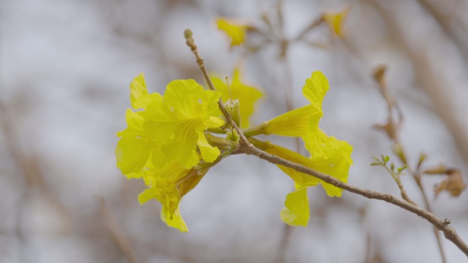 西双版纳黄花风铃木