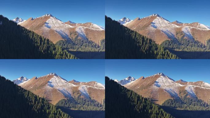 4K新疆伊犁琼库什台雪杉林