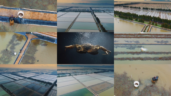 大闸蟹养殖 螃蟹养殖基地