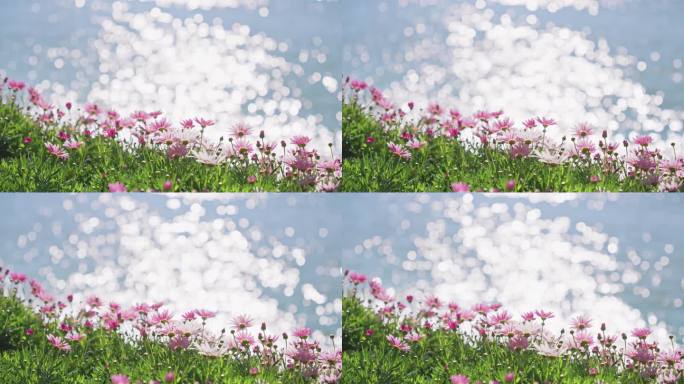 4K湖边的格桑花
