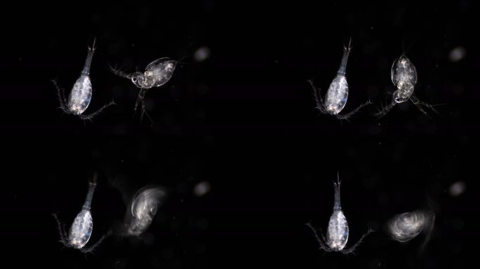 显微镜水中的微生物浮游枝角类水溞水蚤4k