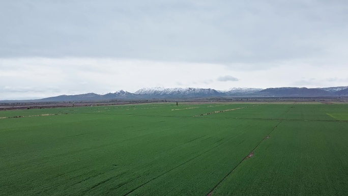 新疆阿勒泰地区水稻雪山