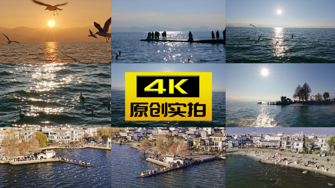 海鸥喂海鸥云南大理洱海海鸥喂海鸥日出