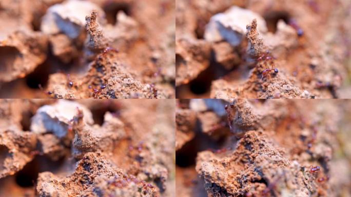 红火蚁 蚂蚁巢穴