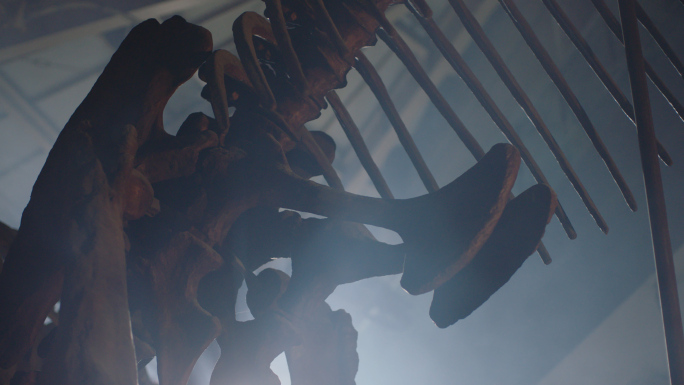 老师带学生参观恐龙博物馆 历史文化博物馆