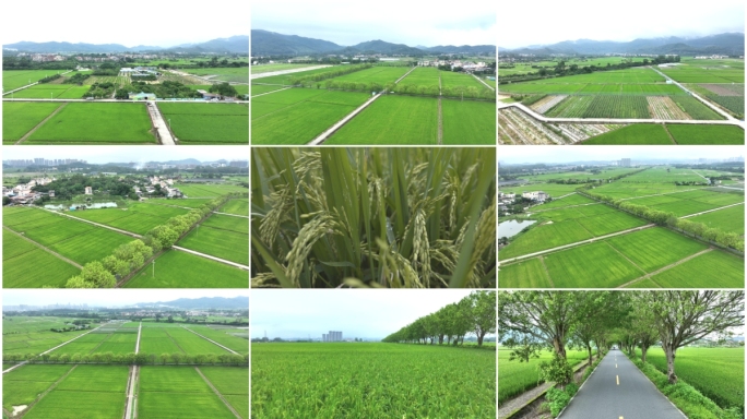 航拍稻田水稻现代新农村