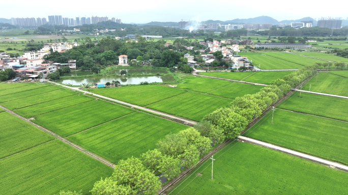 航拍稻田水稻现代新农村