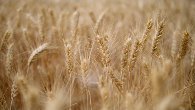 小麦丰收航拍加特写