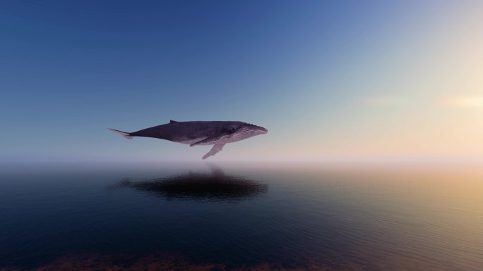 鲸鱼意境