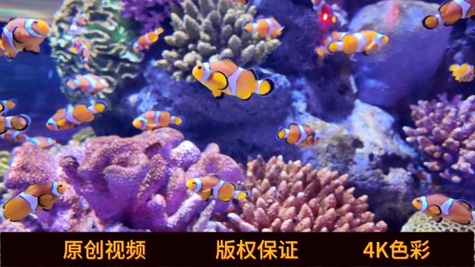 4K 海底世界 小丑鱼 水族馆 海缸