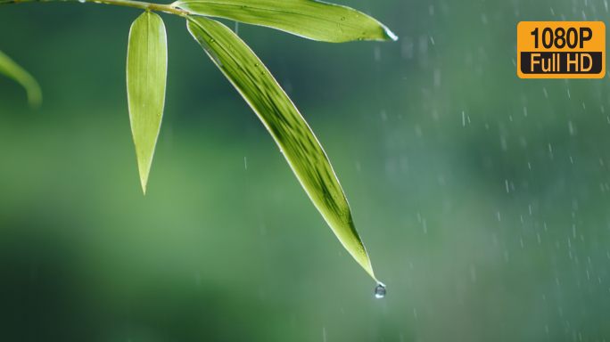 竹雨中竹林 竹叶滴水竹子下雨升格唯美禅意
