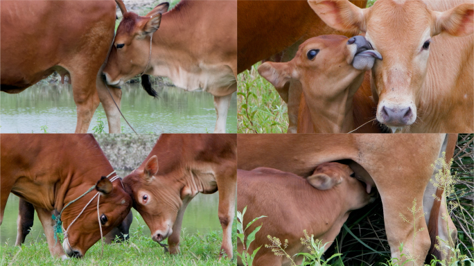 萌宠黄牛：斗牛、亲昵与哺乳的温馨特写