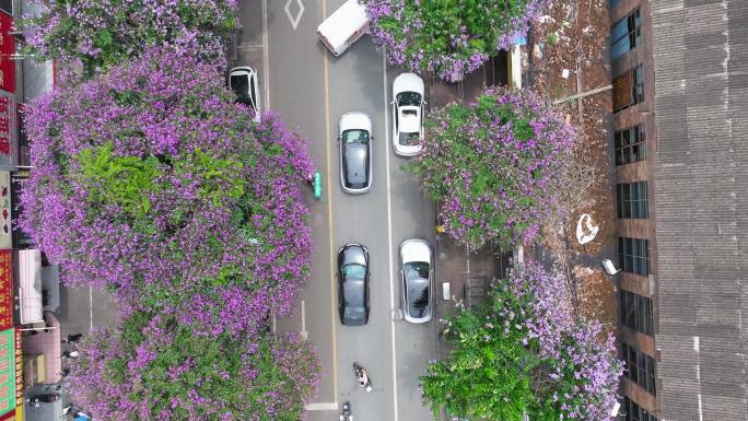 城市紫薇花
