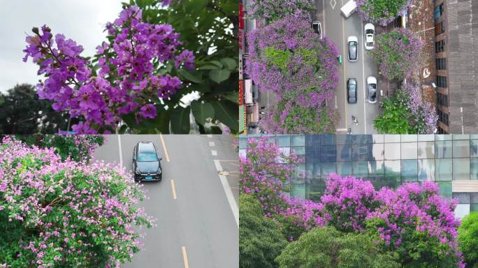城市紫薇花