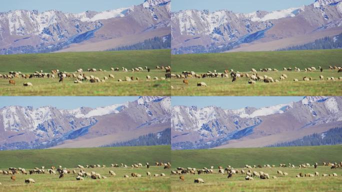 4K伊犁那拉提草原的羊群