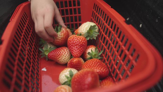 草莓  摘草莓 草莓种植大棚 4k
