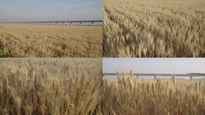 土地 麦田 成熟的麦子 农业 粮食