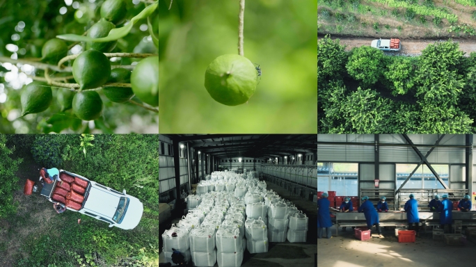 云南夏威夷果产地