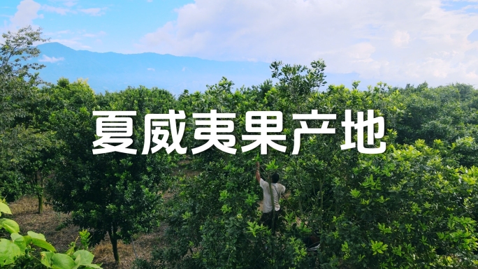 云南夏威夷果产地