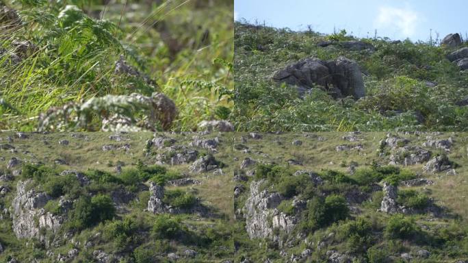 石漠化地区植被灌丛