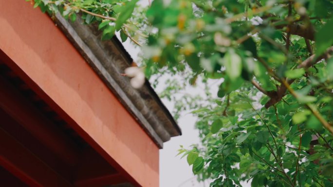 绿树红墙小白花