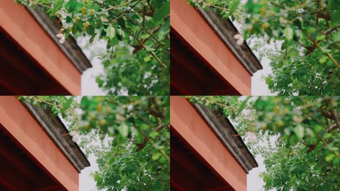 绿树红墙小白花